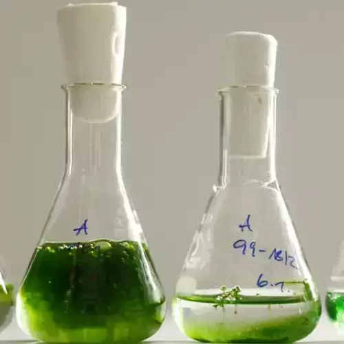 spirulina-alge-herstellung
