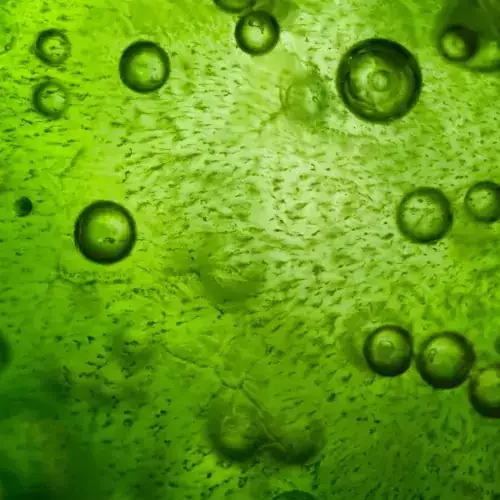 spirulina-alge-mikroskop